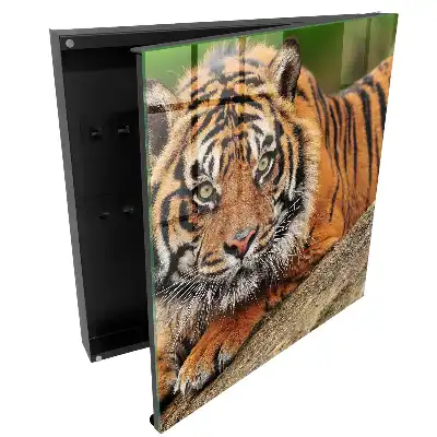 Armoire à clés un tigre au repos le regard intense