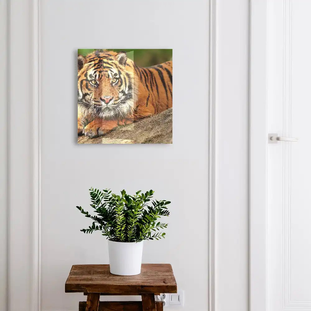 Armoire à clés un tigre au repos le regard intense