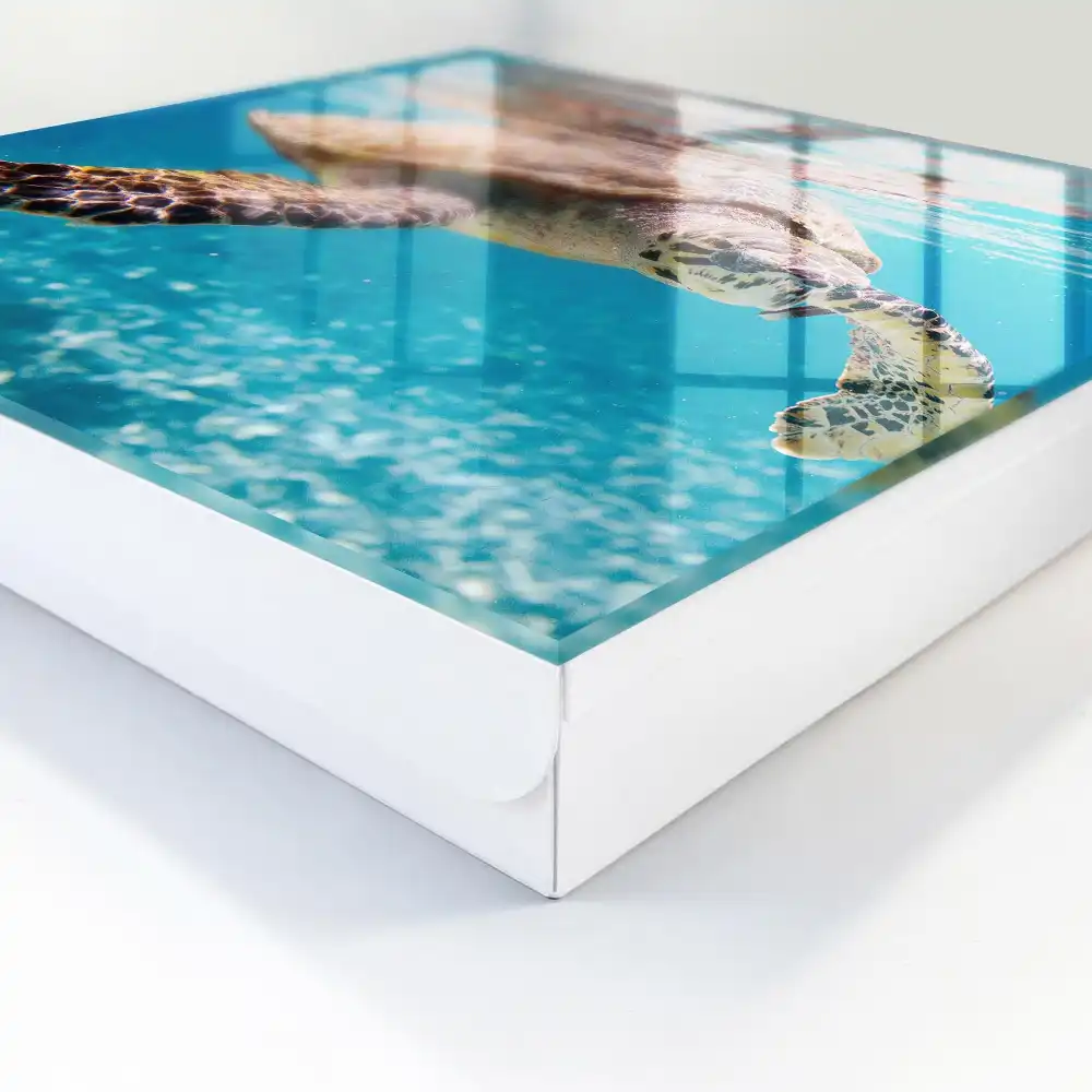 Boîte à clés une magnifique tortue dans l'eau bleue