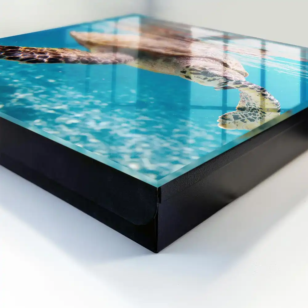 Boîte à clés une magnifique tortue dans l'eau bleue