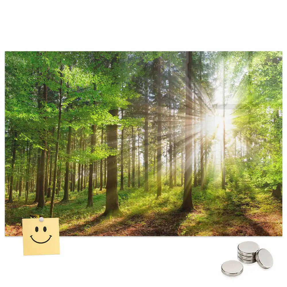 Tableau en verre magnétique Forêt le matin